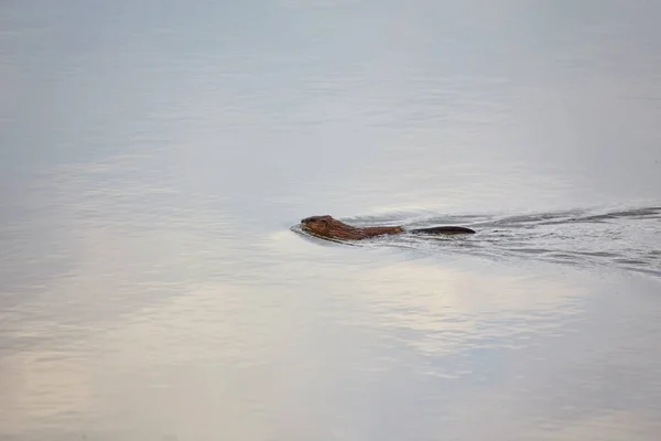 Piżmak Ondatra Zibethicus pływa wzdłuż — Zdjęcie stockowe