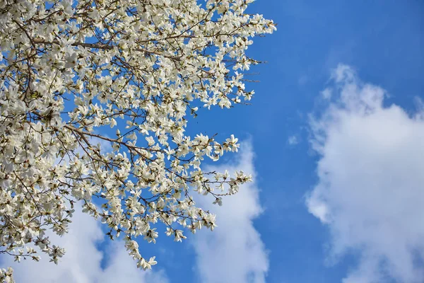 Beyaz Manolya çiçeği