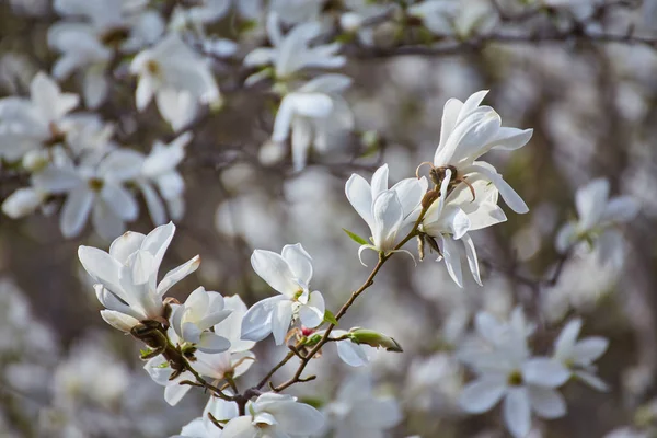 White big Magnolia — Stock Photo, Image