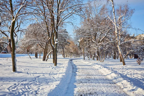 Day in the snowy winter forest — Stock Photo, Image