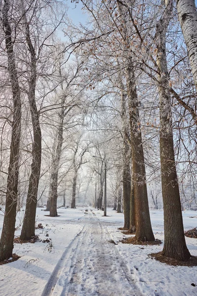 Beautiful trees in white frost