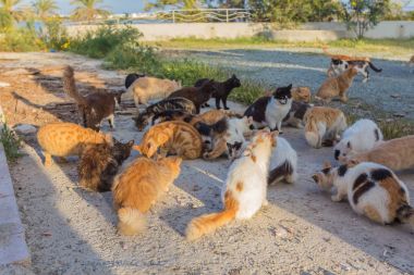 Birçok sokak. Kediler kirli, hastalanırlarsa, veteriner ve yeni bir ev cats lüzum