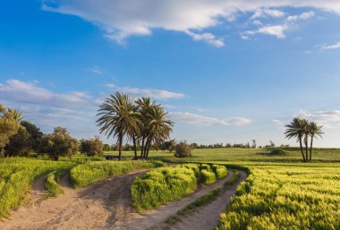 Önce buğday alanı arasında palmiye ağaçları ile. Larnaka