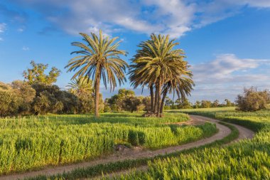 Önce buğday alanı arasında palmiye ağaçları ile. Larnaka