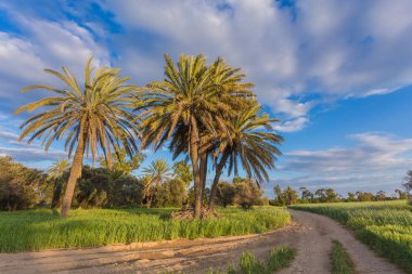 Önce buğday alanı arasında palmiye ağaçları ile. Larnaka