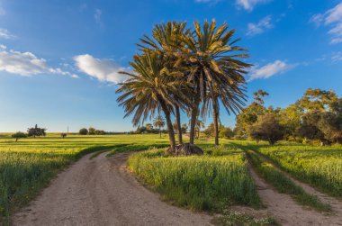 Önce buğday alanı arasında palmiye ağaçları ile. Larnaka