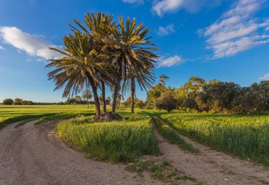 Önce buğday alanı arasında palmiye ağaçları ile. Larnaka