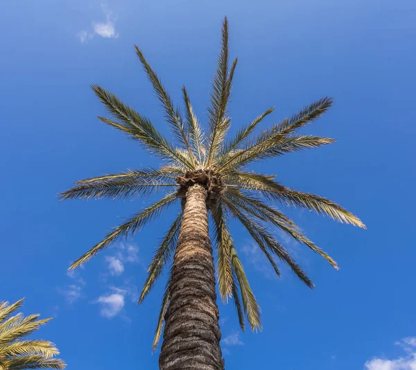 Coconut palm trees with blue sky — Stock Photo, Image