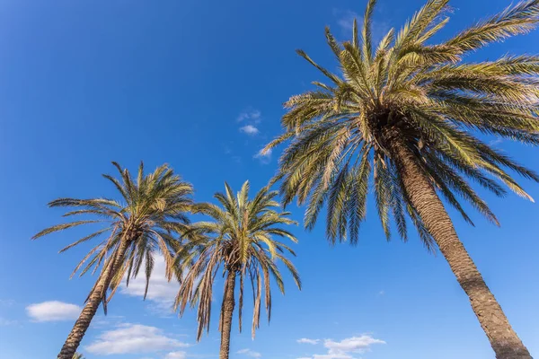 Coconut palm trees with blue sky — Stock Photo, Image