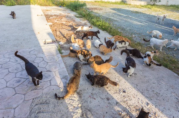 Muchos se alejan. Los gatos están sucios, se enferman, los gatos necesitan un veterinario y un nuevo hogar — Foto de Stock