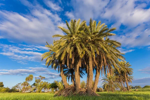 Palm trees with among wheat field before. Larnaca — Stock Photo, Image