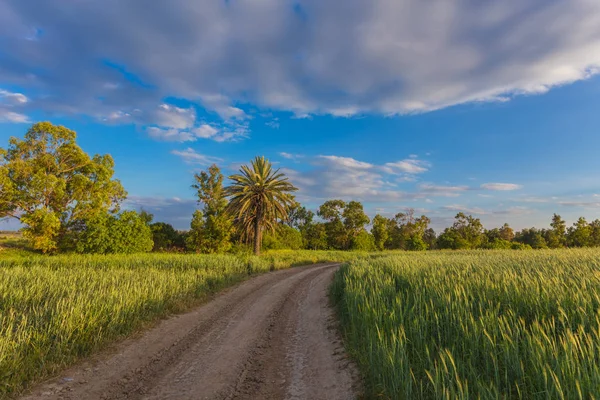 Önce buğday alanı arasında palmiye ağaçları ile. Larnaka