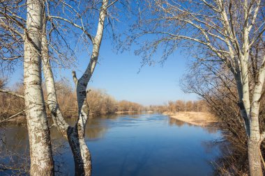 Bahar ve nehir orman. 