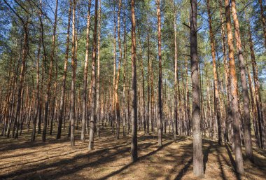 Yeşil orman arka plan