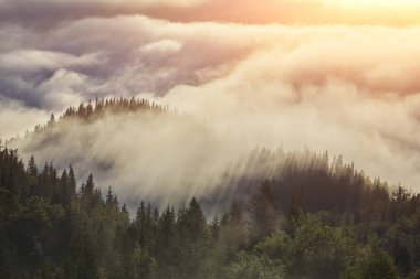 Puslu kayın ormanı dağ yamacında