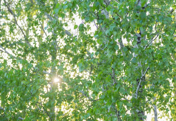 Folhas verdes brilhantes de vidoeiro — Fotografia de Stock