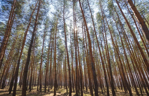 Grüner Waldhintergrund — Stockfoto