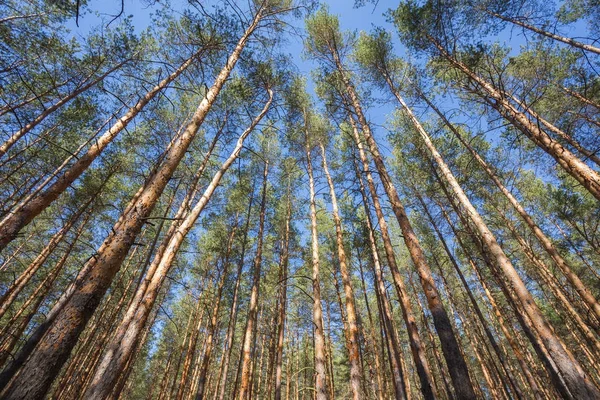 緑の森の背景 — ストック写真