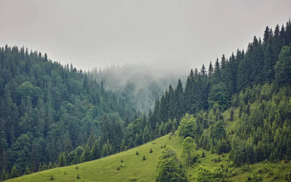 Skog med barrträd träd i dimma — Stockfoto