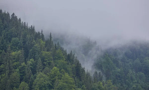 雾霭的清晨，在山上 — 图库照片