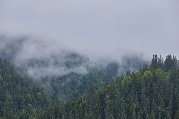 Floresta com as coníferas em névoa — Fotografia de Stock