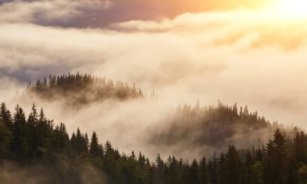 Туманный буковый лес на склоне горы — стоковое фото