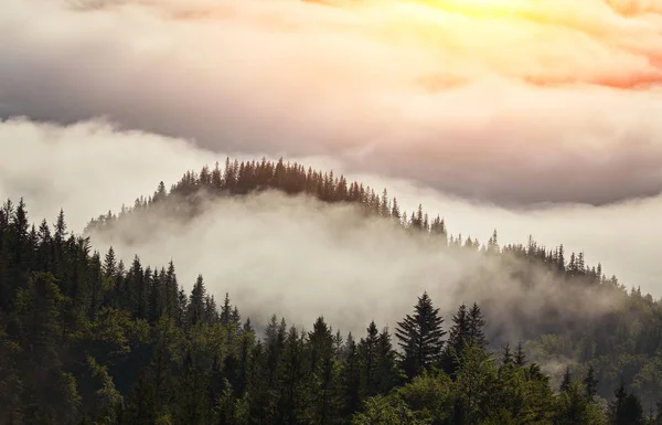 Δάσος οξιών ομιχλώδη στην πλαγιά του βουνού — Φωτογραφία Αρχείου