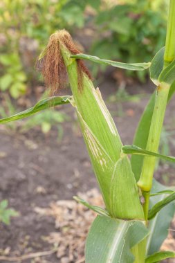 Mısır Mısır sapı üzerinde