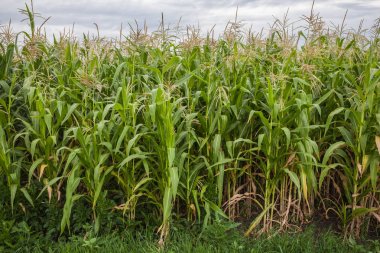 açık havada Mısır yeşil alanların peyzaj