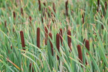 Başka bir canlı adı vardır: Mısır köpek çim.