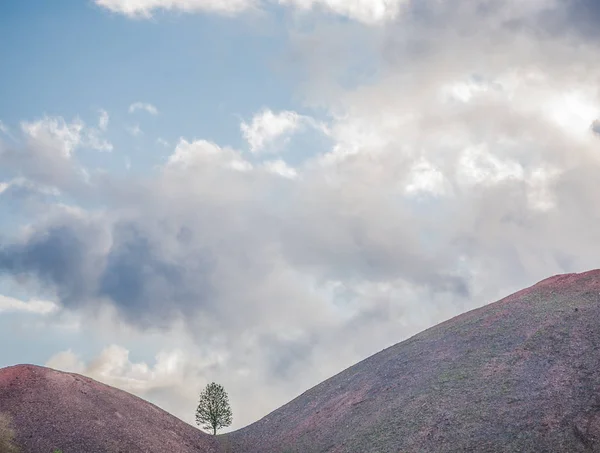 Lonely tree hanging from rocks in the mountains — Stock Photo, Image