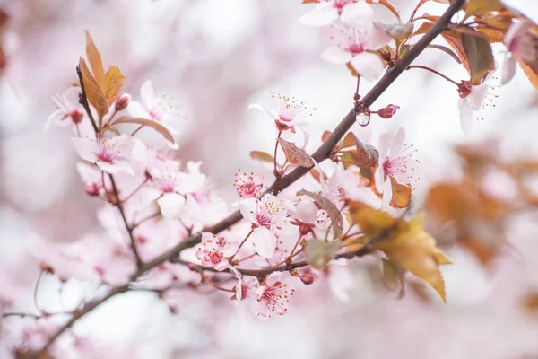 Весенние цветущие вишни, белые цветы крупным планом — стоковое фото
