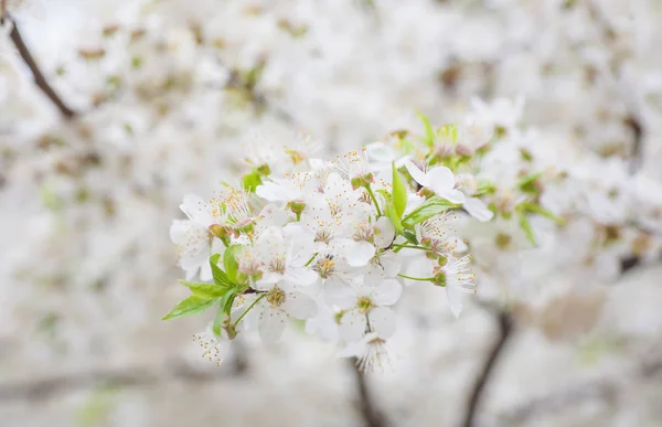 Primavera floración cereza, flores blancas de cerca — Foto de Stock