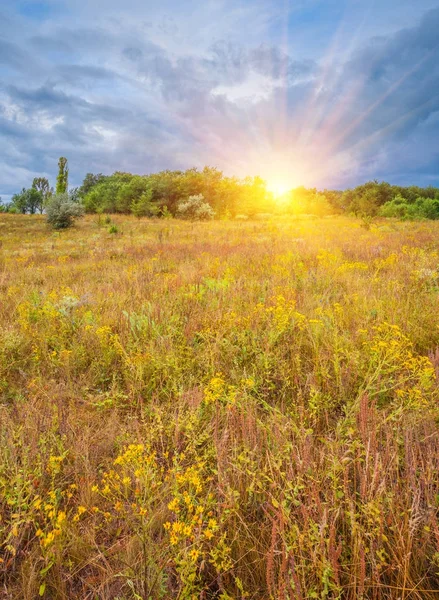 Голубое небо цветы и трава в поле — стоковое фото
