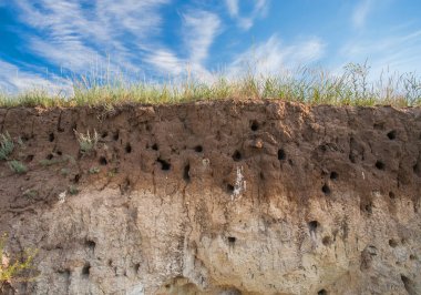 kuş yuvalarının kayalıkları üzerinde
