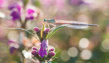 Dragonfly Sympetrum meridionale