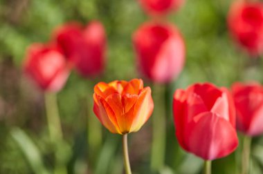 Bahar Lale güneş ışınları altında çayır üzerinde