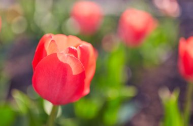 Bahar Lale güneş ışınları altında çayır üzerinde
