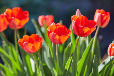 Bahar Lale güneş ışınları altında çayır üzerinde
