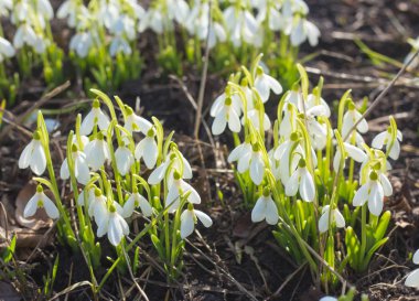 Bahar kardelen. Bir sürü güzel kardelen çiçek doğada. Grup güneşli bahar günü çiçek açan kardelen çiçek.