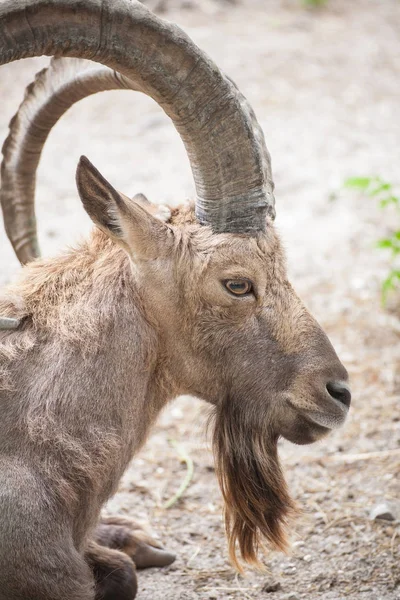 A frontal portrait of a goat — Stock Photo, Image