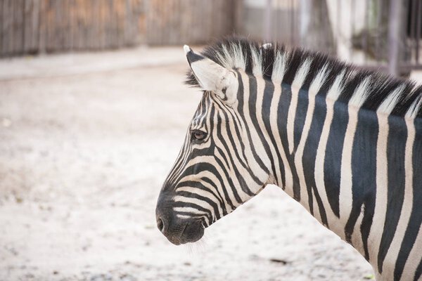 zebra at the green park in Zoo