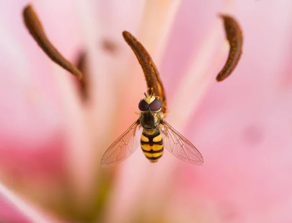 Foto da vicino dei fiori primaverili ed estivi con un insetto — Foto Stock