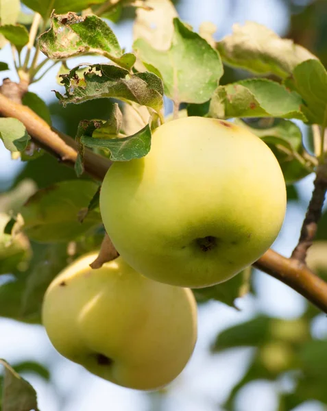 Organic apples hanging on a tree branch — Stock Photo, Image