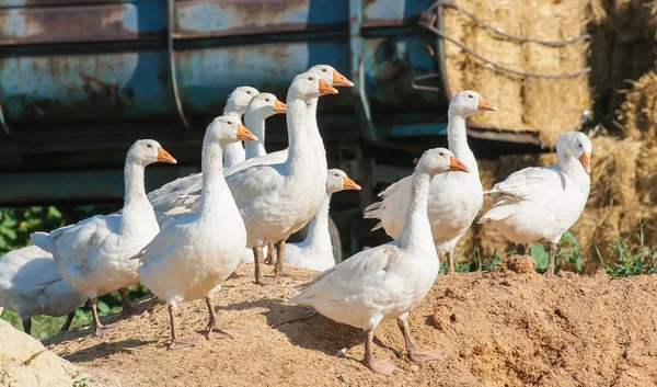 Стадо гусей на птицефабрике — стоковое фото
