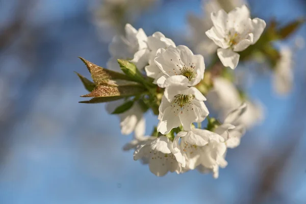 Spring flowering cherry, white flowers close-up — Stock Photo, Image