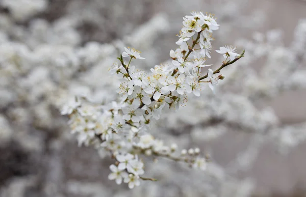 White sakura flower blossoming as natural background — Stock Photo, Image