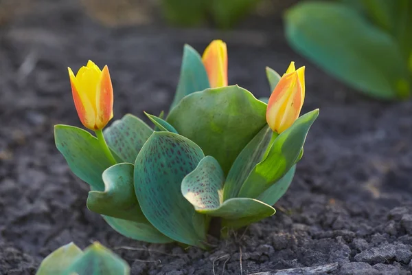 カラフルなチューリップの花、チューリップの花、太陽の光と緑の葉の背景. — ストック写真