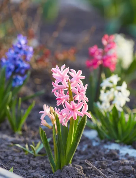 Hyacinth flowers close-up in the garden — Stock Photo, Image