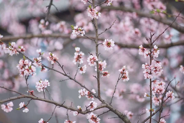 Flor de sakura blanca floreciendo como fondo natural — Foto de Stock